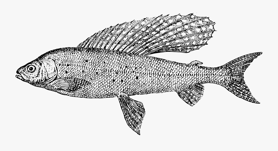 Pencil Drawn Fish Transparent, Transparent Clipart