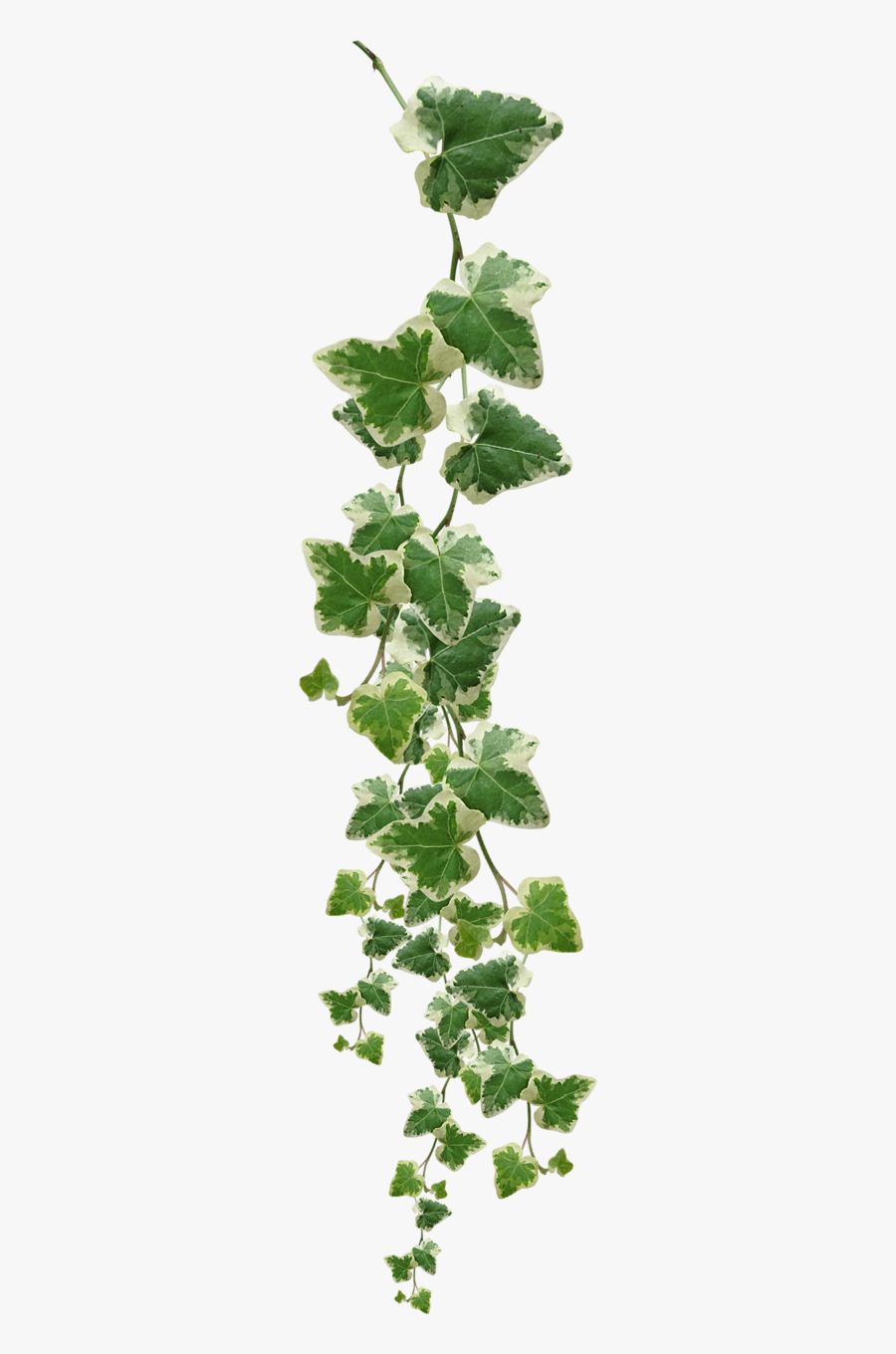 Vine Plant Clip Art - Grape Vine Transparent Background, Transparent Clipart