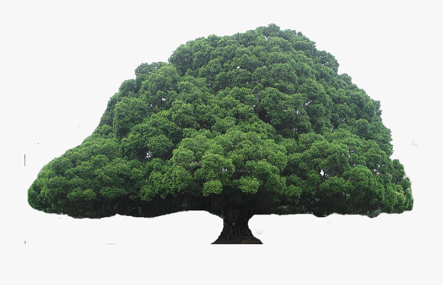 Grass Clipart Tree, Transparent Clipart