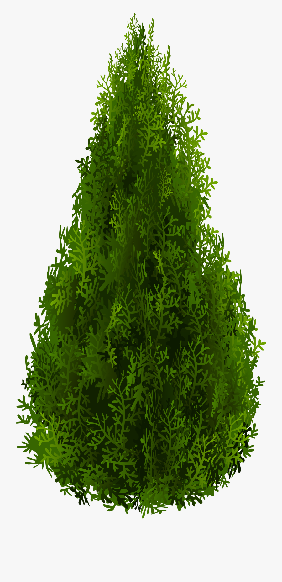 Cypress Png - Transparent Background Png Tree Hd, Transparent Clipart