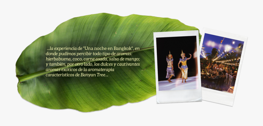 Thai Food Festival By Banyan Tree Cabo Marqués - Ensete, Transparent Clipart