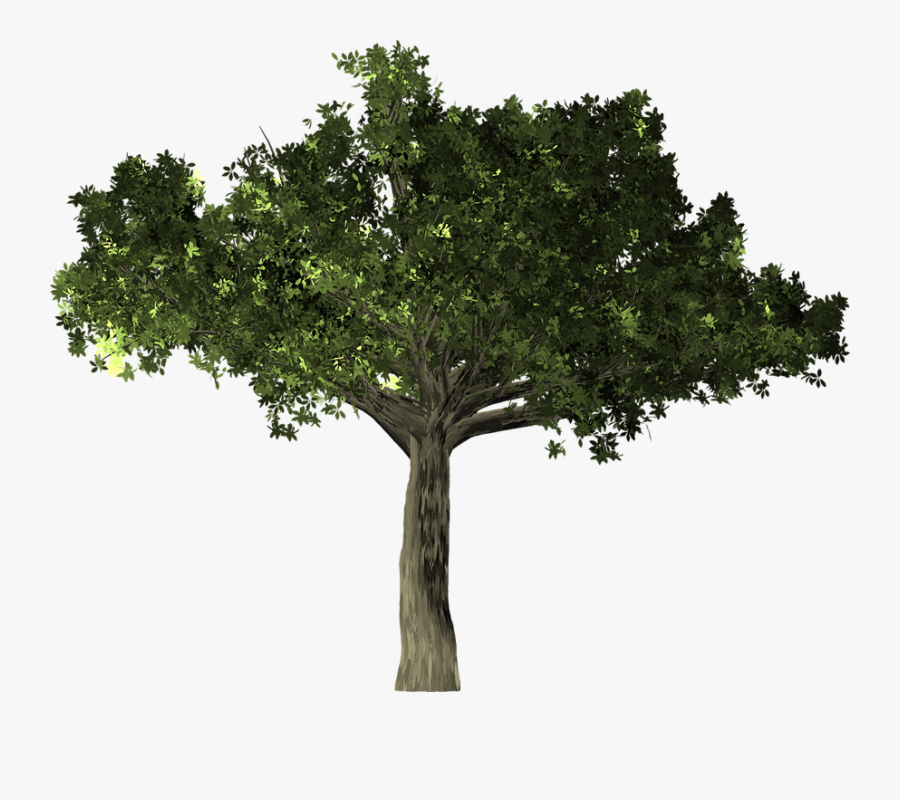 Free Photo Tree Ficus Isolated Microcarpa Banyan - Ficus Tree Png, Transparent Clipart
