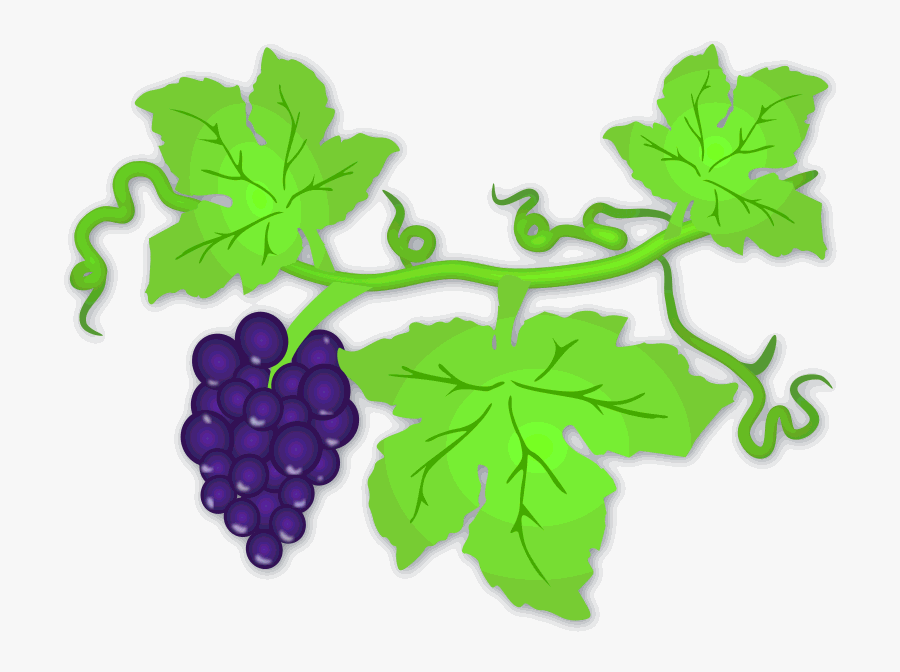 Transparent Vine And Branches Clipart - Clip Art Grape Leaf, Transparent Clipart