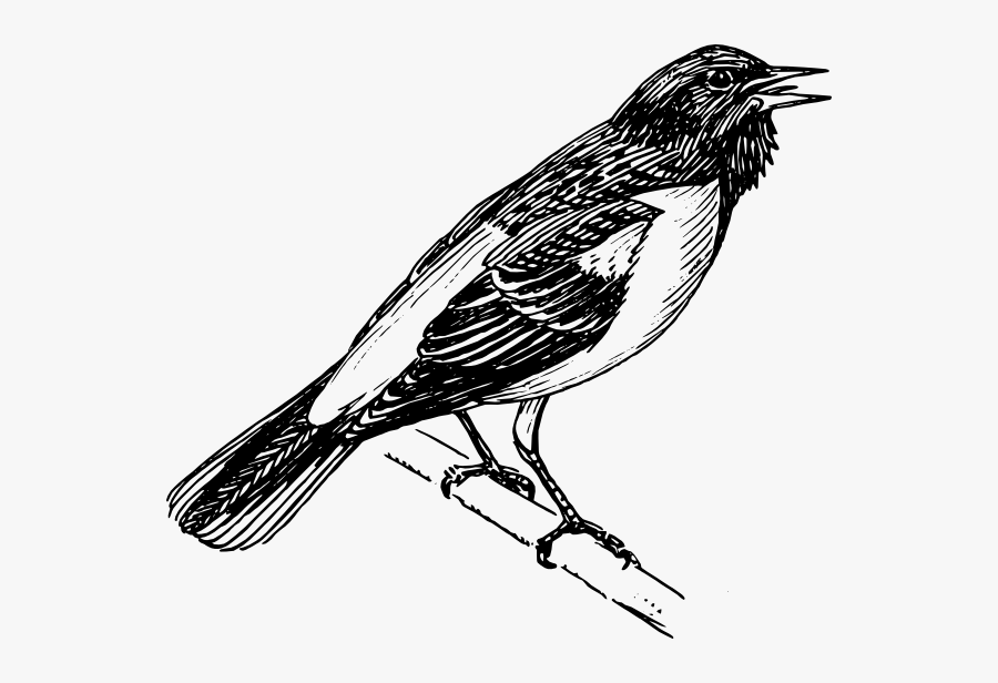Singing Bird Clip Art - Baltimore Oriole Black And White, Transparent Clipart