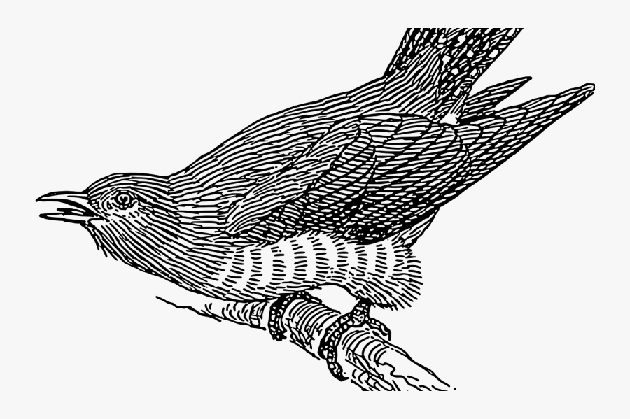 Cuckoo Bird Png, Transparent Clipart