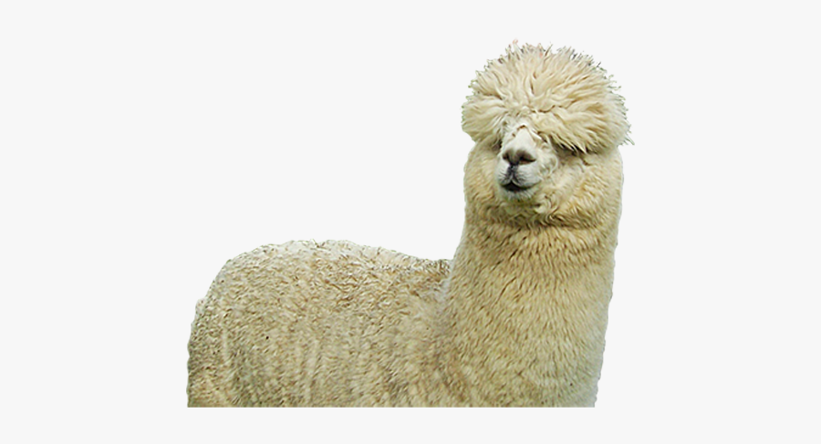 Farm Sheep Huacaya Alpaca Fiber Free Clipart Hq - Alpaca Png, Transparent Clipart