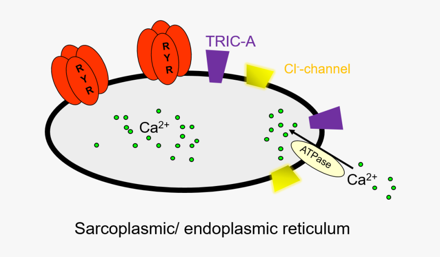 Disease Clipart Pharmacology - Circle, Transparent Clipart