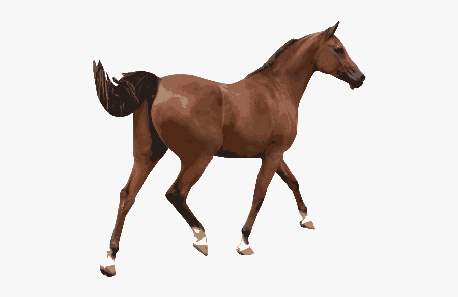 Caballo - Flash Cards With Animals Spider, Transparent Clipart