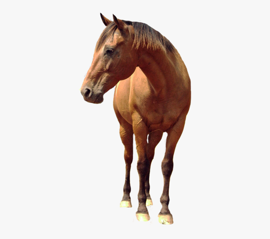 Horse Android Tattoo Design Maker, Transparent Clipart