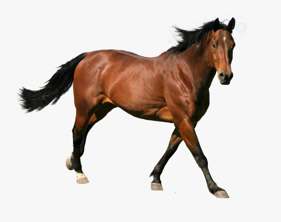 Caballo Png Page - Brown Horse Running Png, Transparent Clipart