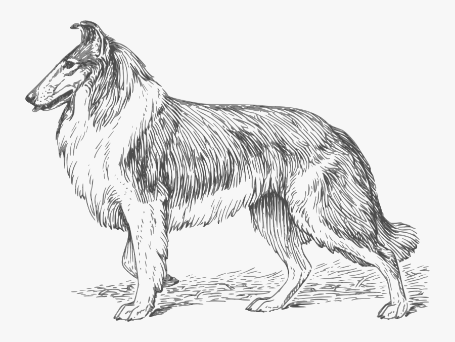 Collie 2 Grayscale - Collie Dog Coloring Pages, Transparent Clipart