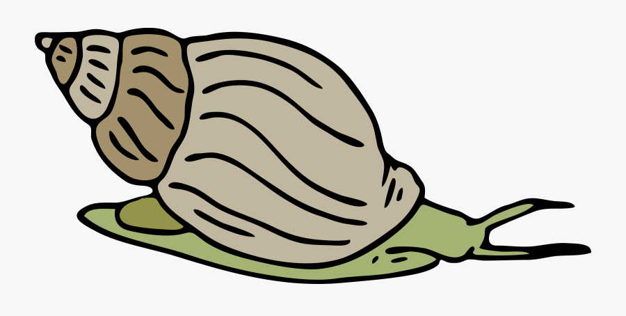 Seashells Clipart Sea Plant - Snail Cliparts, Transparent Clipart