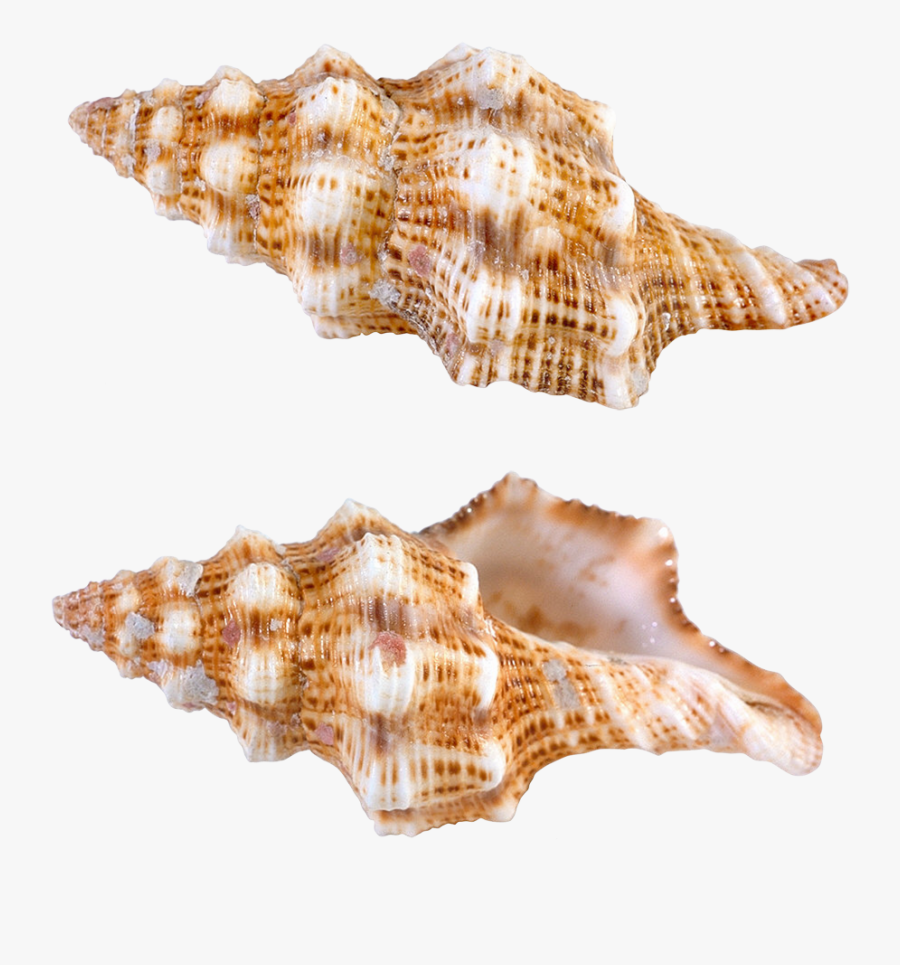 Sea Snail Png, Transparent Clipart