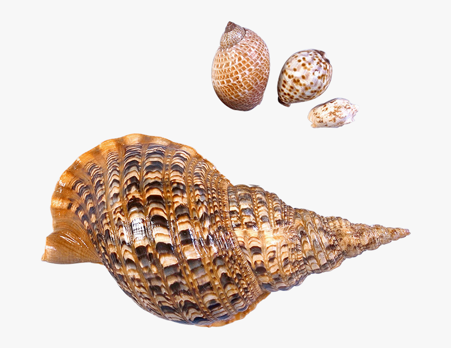 Flamingo Clipart Sea Shell - Sea Snail Shell Png, Transparent Clipart