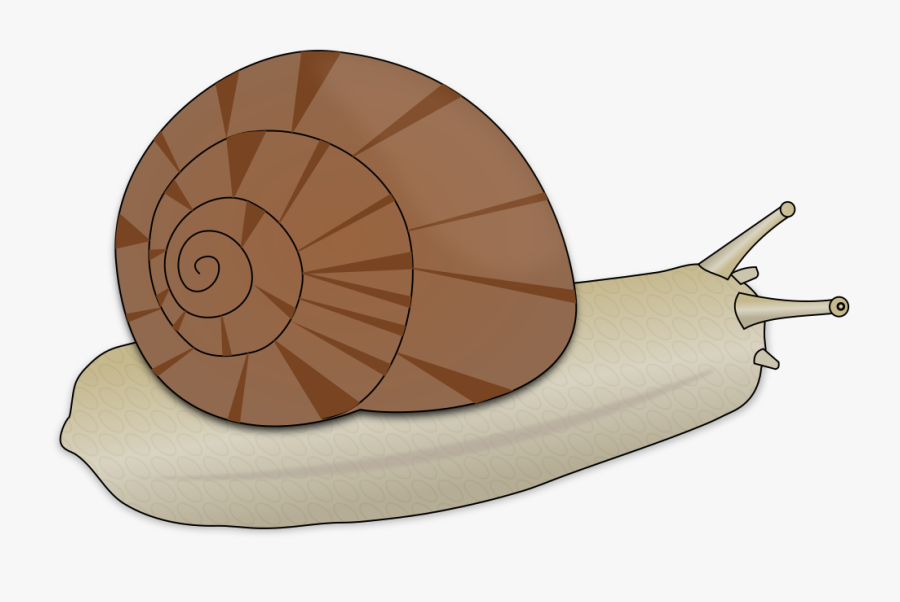 Escargot - Clipart Escargot, Transparent Clipart