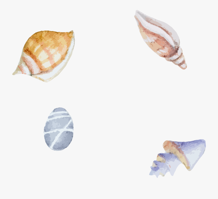 Watercolor Transparent Seashell - Shell, Transparent Clipart