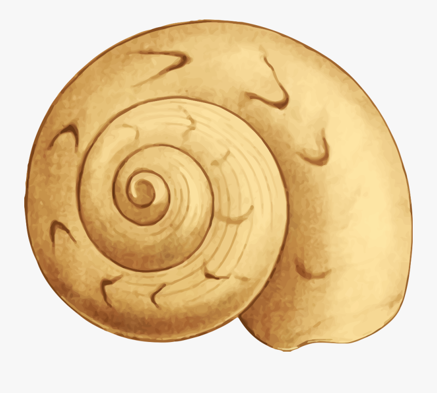 Sea Shell - หอย การ์ตูน Png, Transparent Clipart