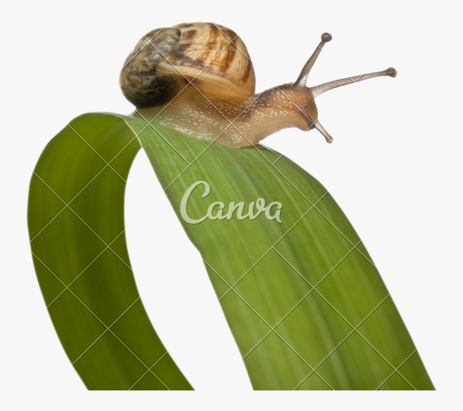 Transparent Cute Snail Clipart - Sea Snail, Transparent Clipart