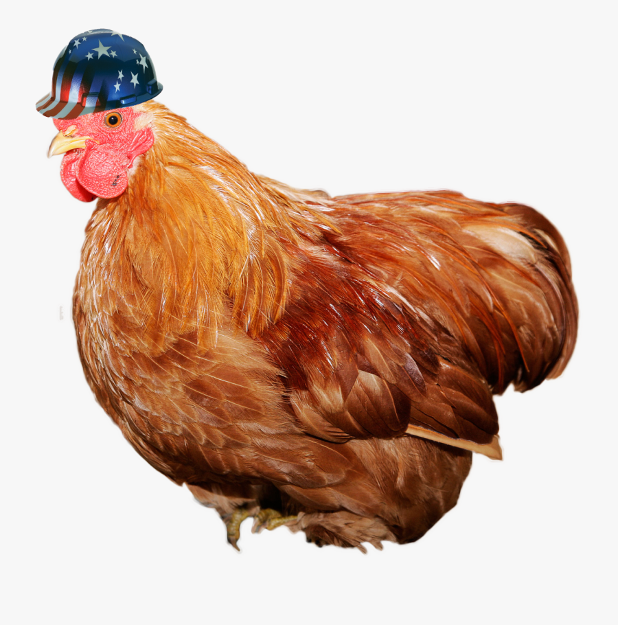 Safety Chicken, Transparent Clipart