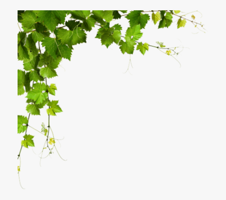 Corner Leaf Design Png, Transparent Clipart