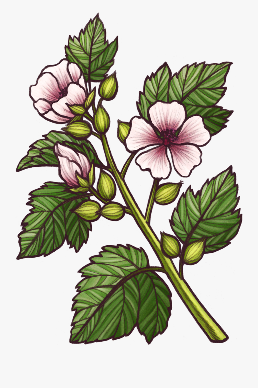 23-marshmallowspotfinal1 - Geraniaceae, Transparent Clipart