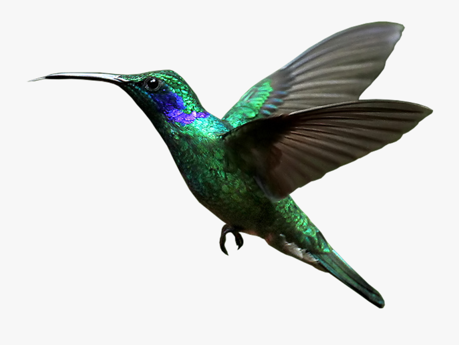 Hummingbird Png, Transparent Clipart