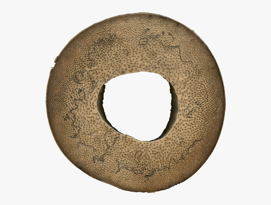 Giant Bamboo Endgrain Ring - Circle, Transparent Clipart