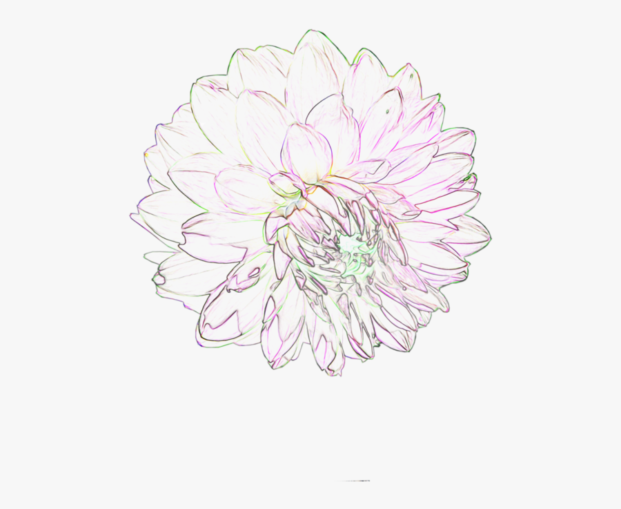 For Free Download - Chrysanths, Transparent Clipart