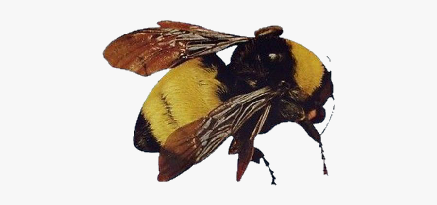 Image - Scum Fuck Flower Boy Bee, Transparent Clipart