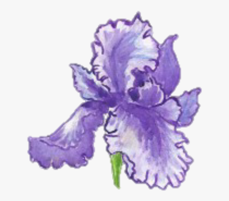 #flowers #flower #flora #purple #aesthetic #aesthetics - Iris, Transparent Clipart