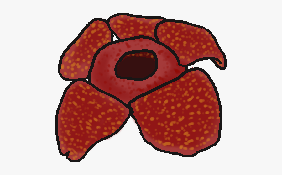 Untitled - Rafflesia Png, Transparent Clipart