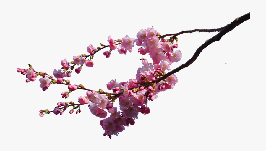 Collection Of Free Vine Transparent Cherry Blossom - Cherry Blossom Png Real, Transparent Clipart