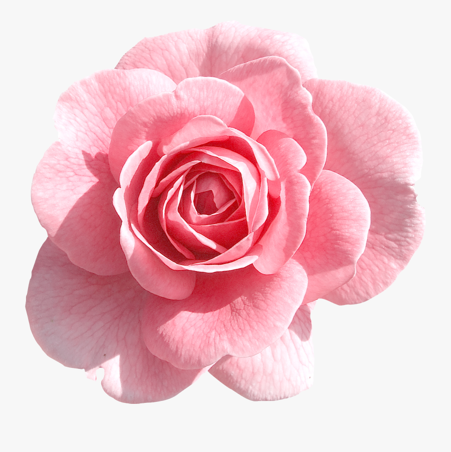 Pink Flower Png Transparent, Transparent Clipart