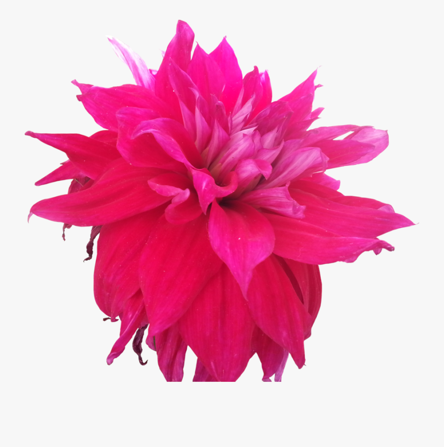 Transparent Pink Flowers Clipart - Hot Pink Flower Png, Transparent Clipart