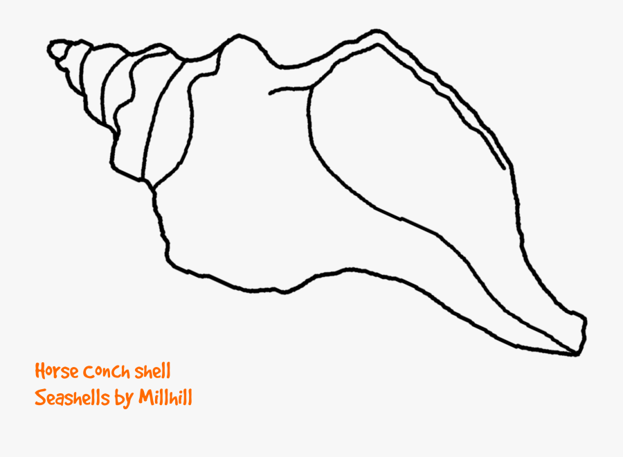 Transparent Shell Clip Art - Draw A Conch Shell, Transparent Clipart