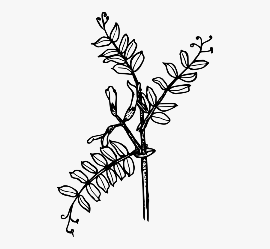 Line Art,plant,flora - Vetch Clipart, Transparent Clipart