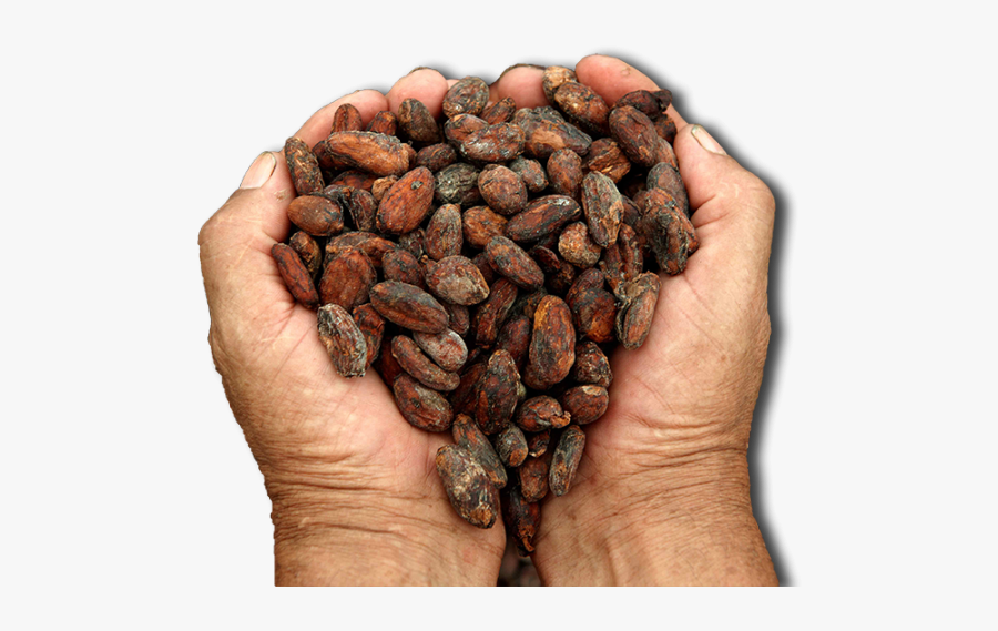 Cacao Png Image - Romani People, Transparent Clipart