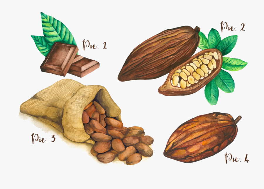 Cocoa Bean & Fruit Watercolor Example Image - Almond, Transparent Clipart