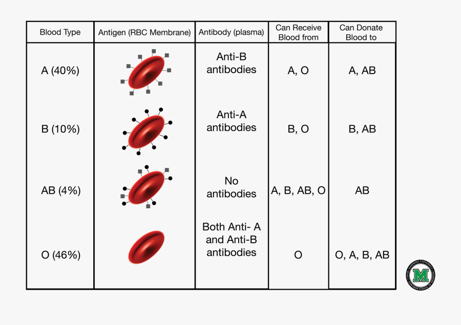 Transparent Free Blood Drive Clipart - Blood Types And Transfusions Chart Answer Key, Transparent Clipart