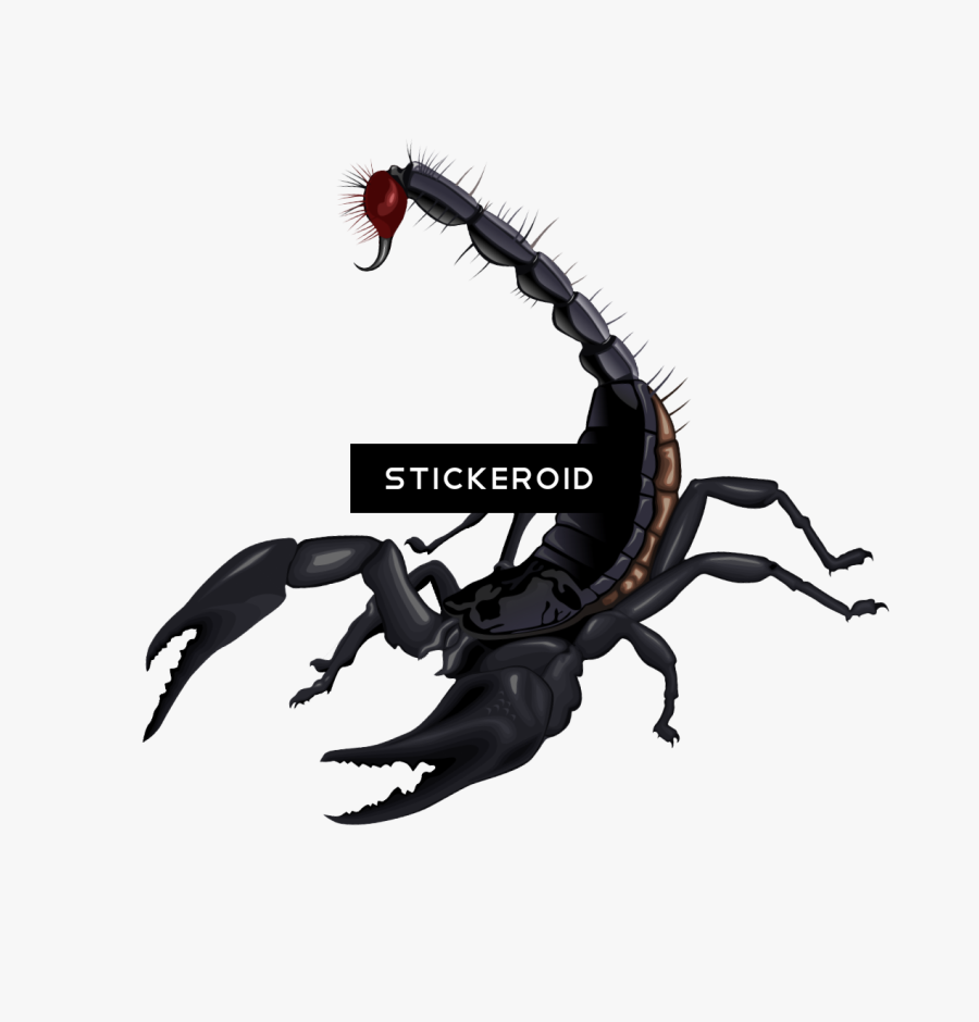 Scorpion Insects Scorpions - Transparent Background Scorpion Png, Transparent Clipart