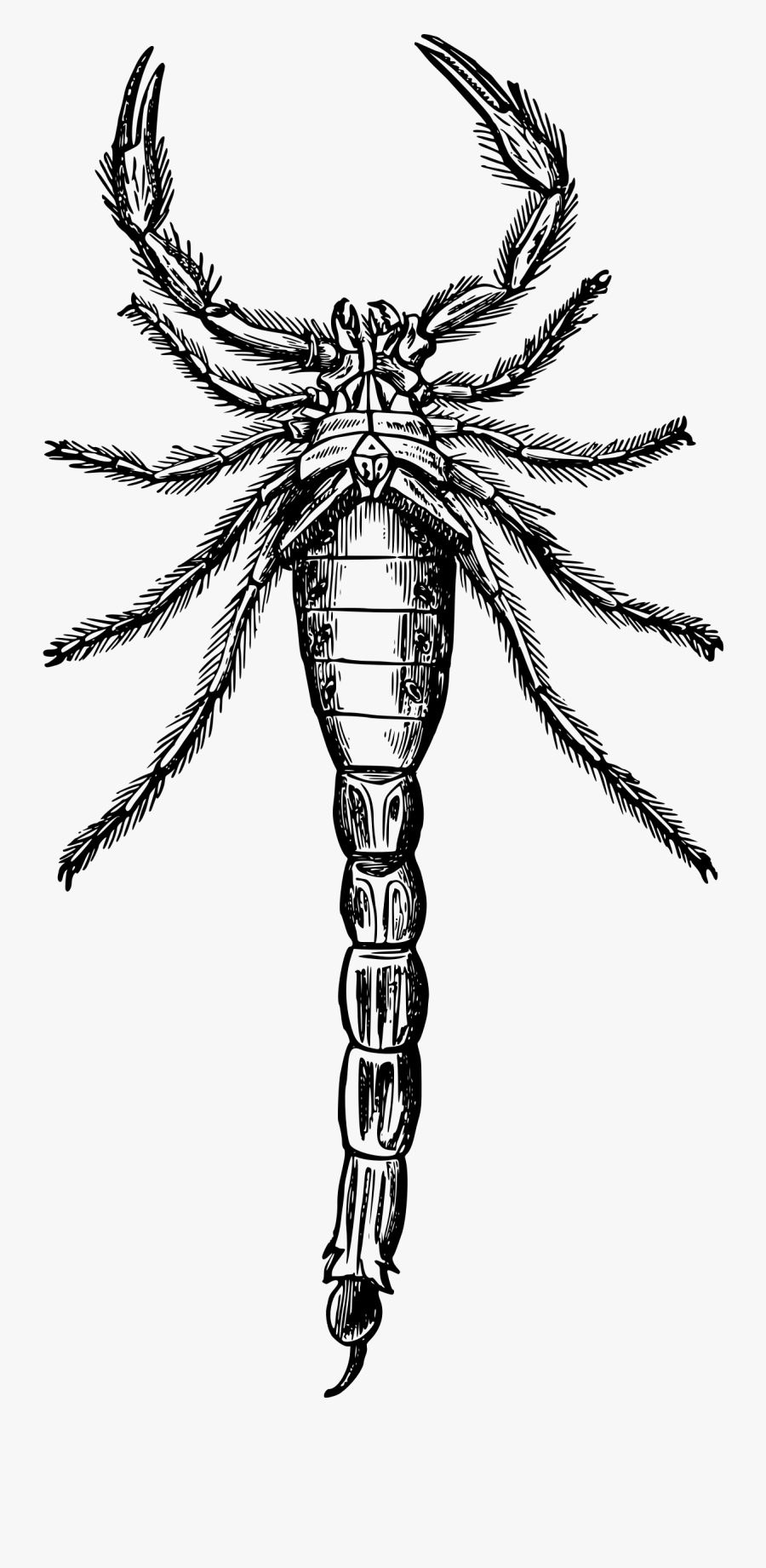 Transparent Scorpion Clipart Black And White - Dibujos De Escorpiones A Lapiz, Transparent Clipart