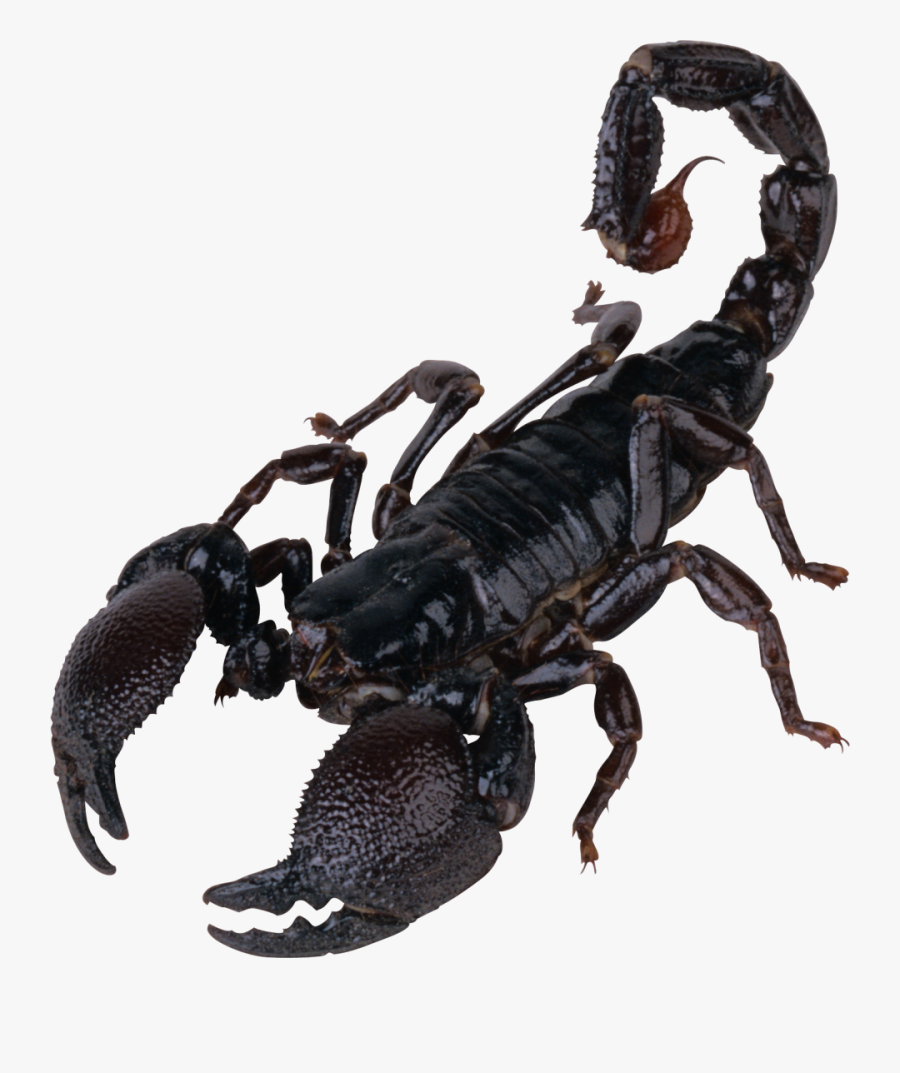 Scorpion Png Image - Transparent Background Scorpion Png, Transparent Clipart