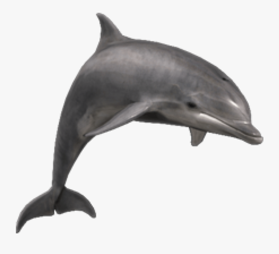 Dolphin Png Transparent Images - Bottlenose Dolphin Png, Transparent Clipart