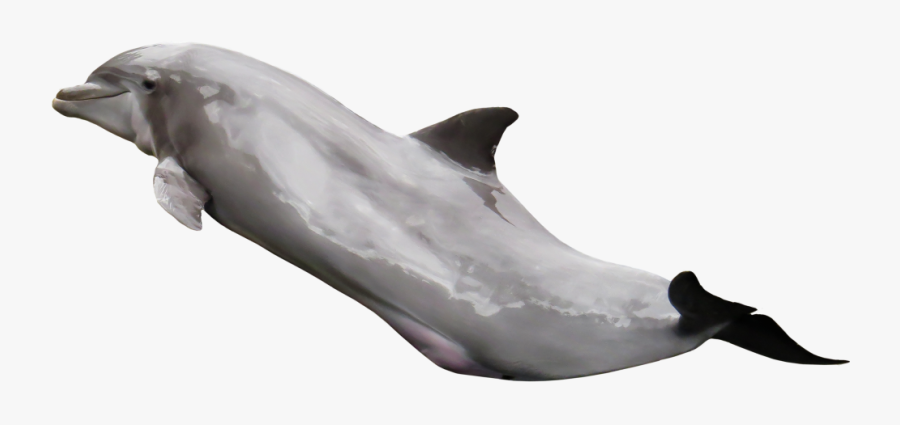 Dolphin 2 Transparent, Transparent Clipart