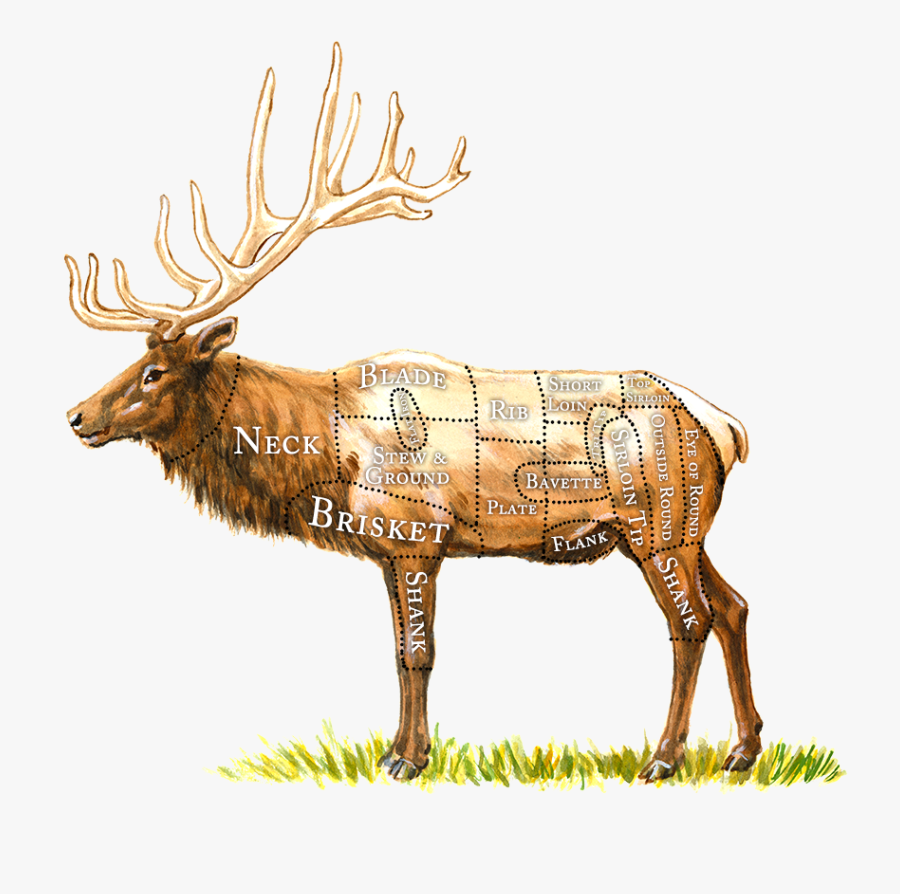 Breaking Down The Healthy - Deer Skirt Steak, Transparent Clipart