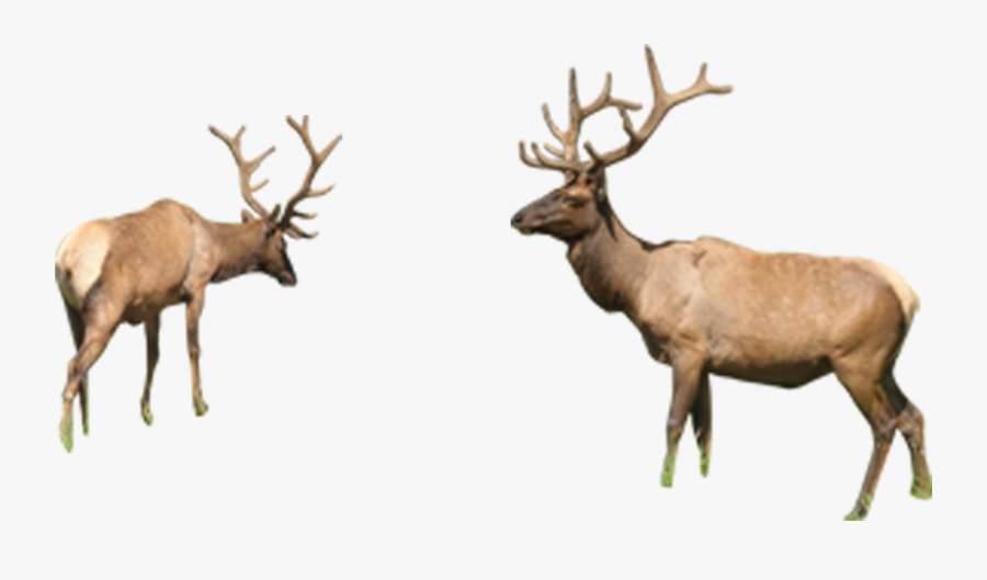 Reindeer Elk Sika Deer - Deer, Transparent Clipart