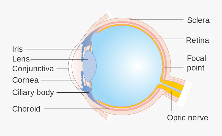 Cornea Eye Diagram - Portable Network Graphics, Transparent Clipart