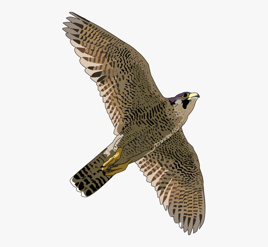 Wildlife,terrestrial Animal,bird Of Prey - Peregrine Falcon Clip Art, Transparent Clipart