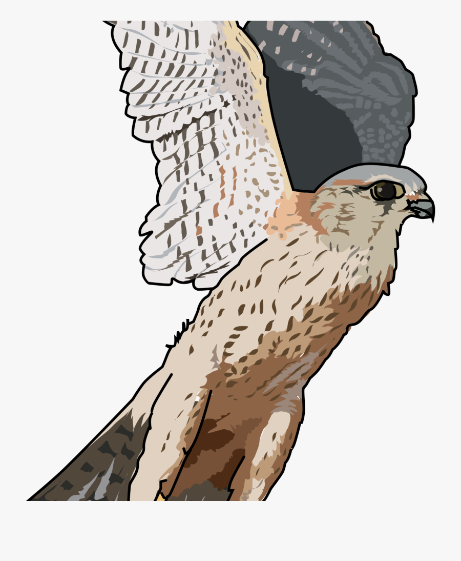 Transparent Full Hd Falcon Png Image Hd Wallpapers - Falcon Transparent Clipart, Transparent Clipart