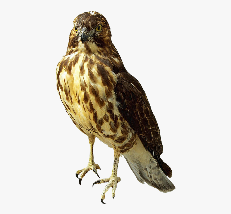 Prairie Falcon Clipart Transparent - Transparent Falcon Png, Transparent Clipart